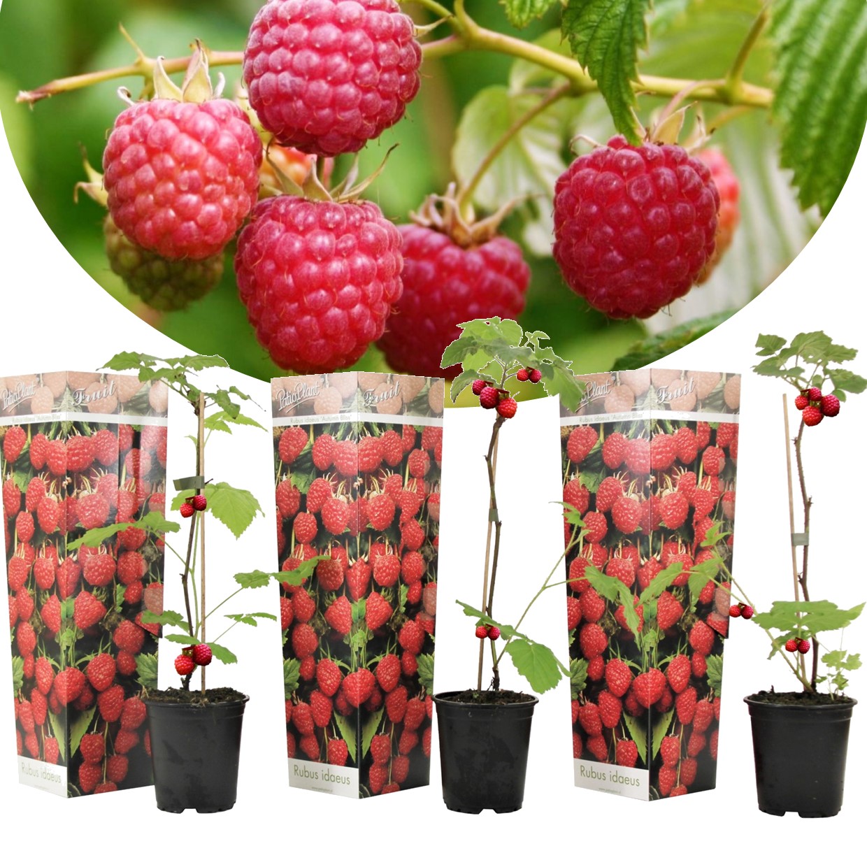 Plant de framboisier - set de 3 - framboisier - pot 9cm - hauteur 25-40cm
