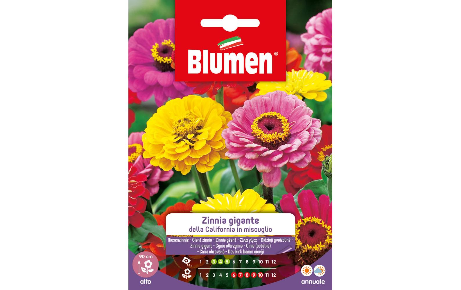 Saatgut Riesenzinnie California MixBlumensamen
