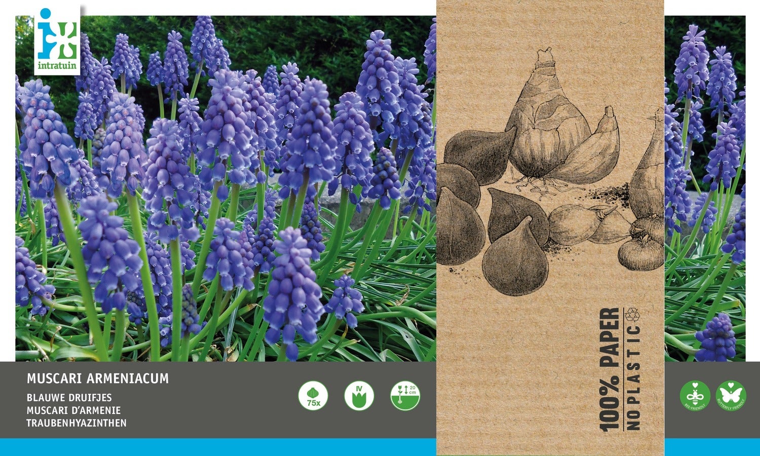 Intratuin bloembollen Blauw druifje (Muscari armeniacum)75 stuks