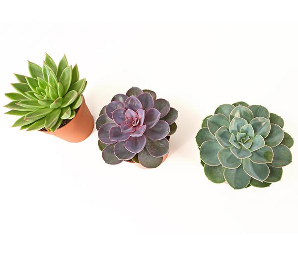 Echeverien-Set - Echeveria, verschiedene