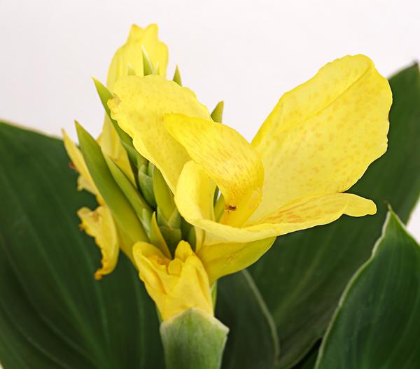 Indisches Blumenrohr, verschiedene Sorten
