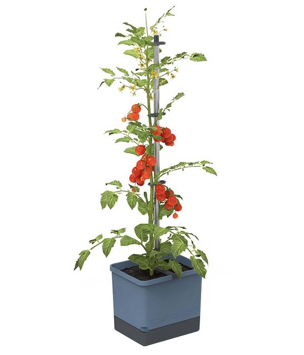 Gusta Garden Tomatentopf Tom Tomato, ca.