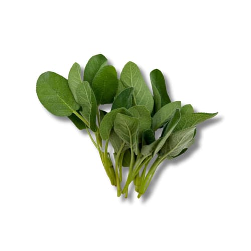 Salbei