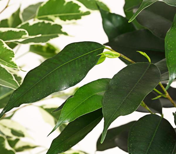 Birkenfeigen-Set - Ficus benjamini, 3-teilig