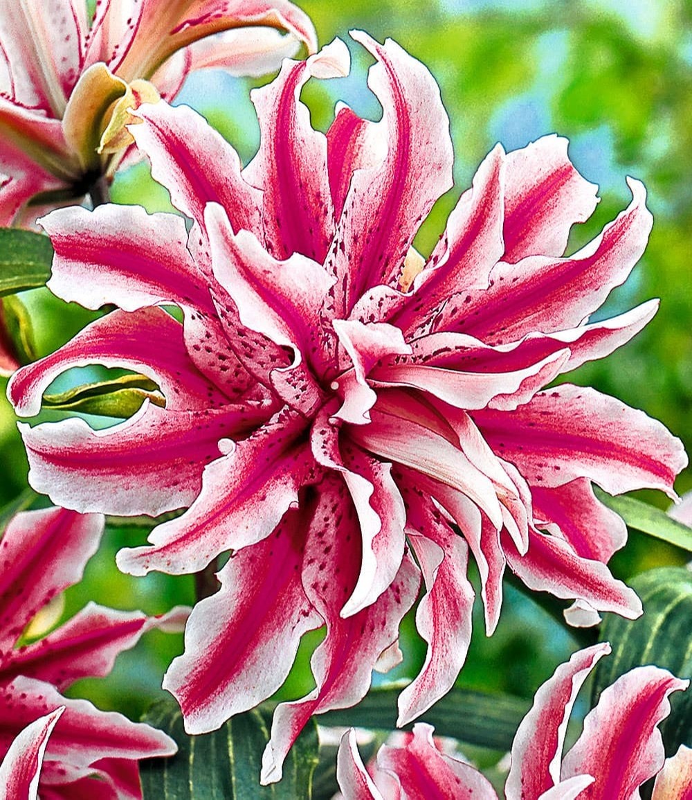 Riesen-Duftlilie 'Oriental Magic Star'