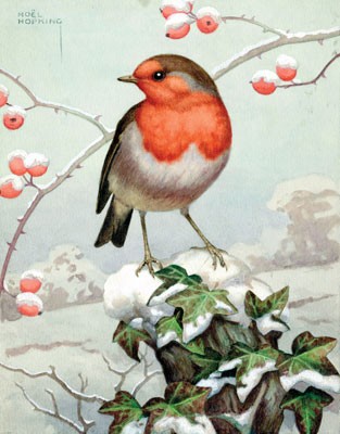 The Robin: A Biography - The Bird Biography Series (Hardback)