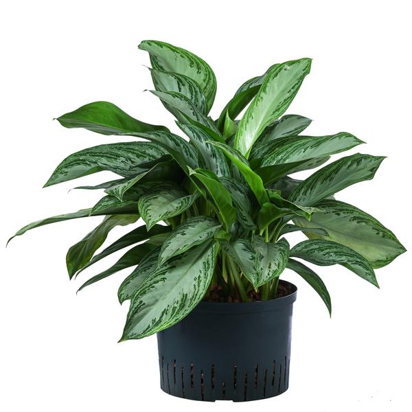 Kolbenfaden - Aglaonema commutatum 'Silver