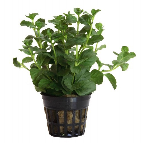 Planta de aquário Lysimachia Nummularia \