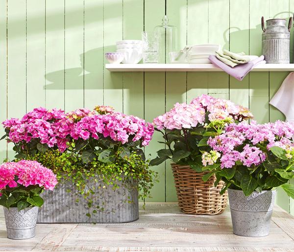 Hortensie - Hydrangea macrophylla
