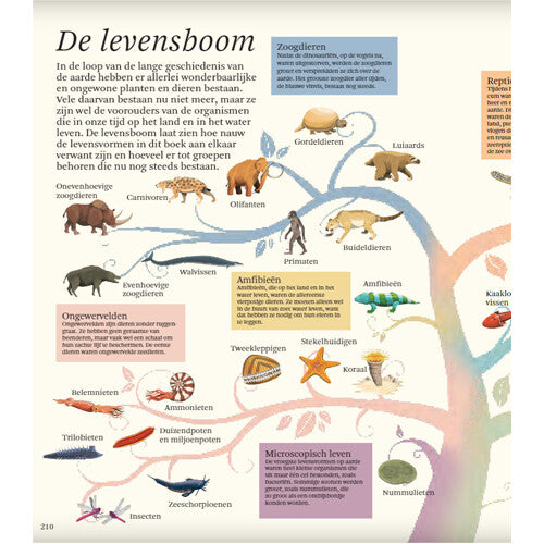 Uitgeverij lannoo het dikke boek van alle bijzondere dino's