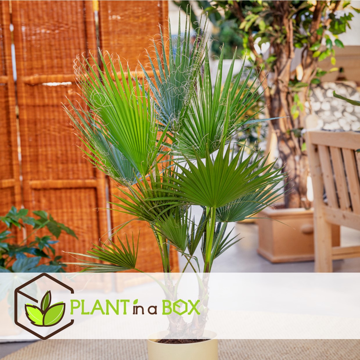 Washingtonia robusta - set de 2 - palmier éventail - pot 21cm - hauteur 70-90cm