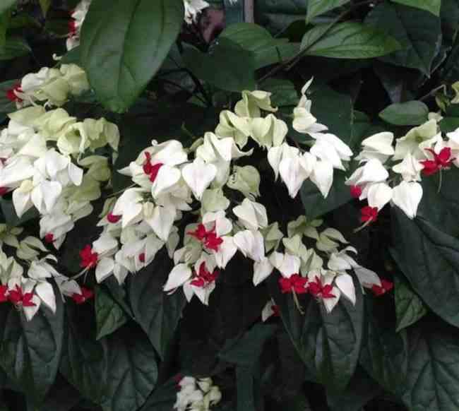 Clerodendrum thomsoniae (clérodendron) taille pot de 25l -200cm