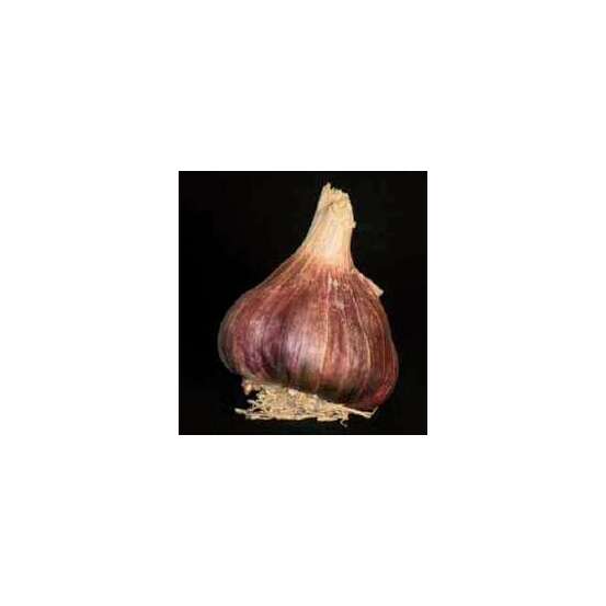 Bulbes d' Ail Germidour +60 en filet de 250g