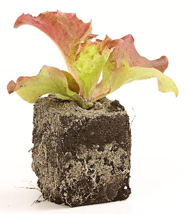 Pflücksalat 'Lollo Rosso', lausresistent,