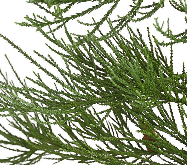 Bergmammutbaum - Wellingtonie 'Glaucum'