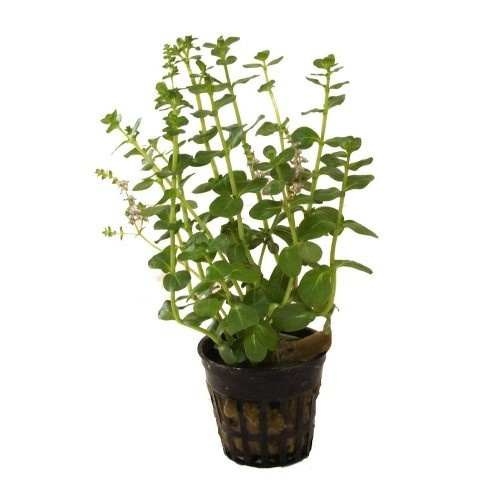 Rotala Sp. Verde-prateada para aquários