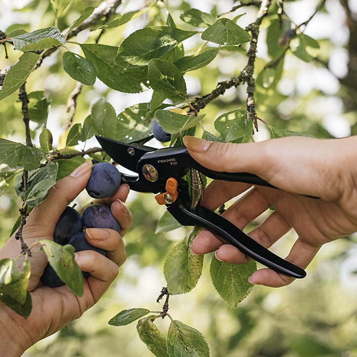 Sécateur à lame franche Solid P131 Fiskars