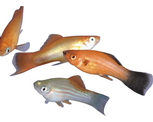 Gemengde kleurrijke zwaardstaartvis - Xiphophorus helleri