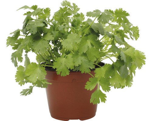 Peterselie FloraSelf Petroselinum crispum 'Di Napoli' Ø 12 cm pot