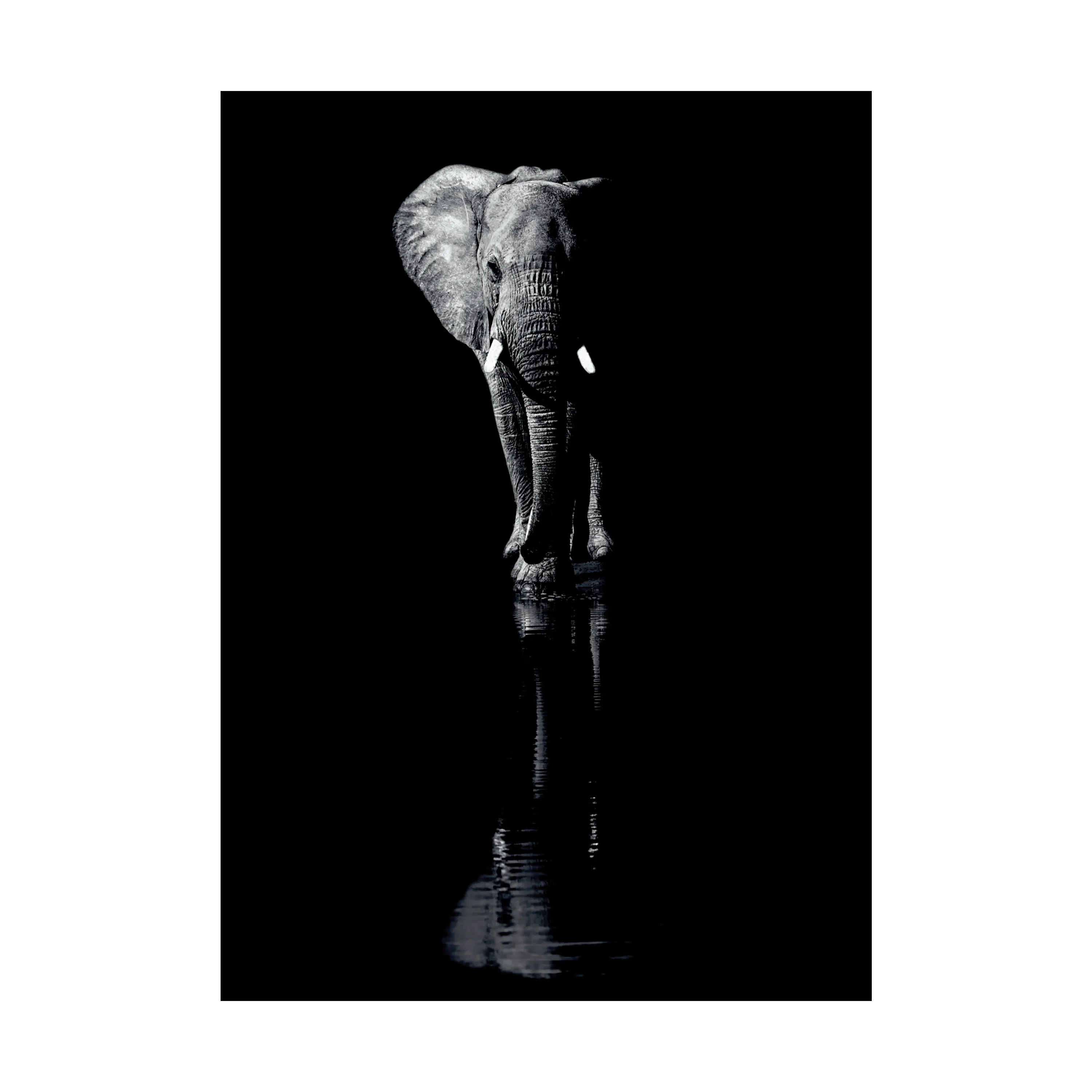 Poster&Frame Plakat - Elephant