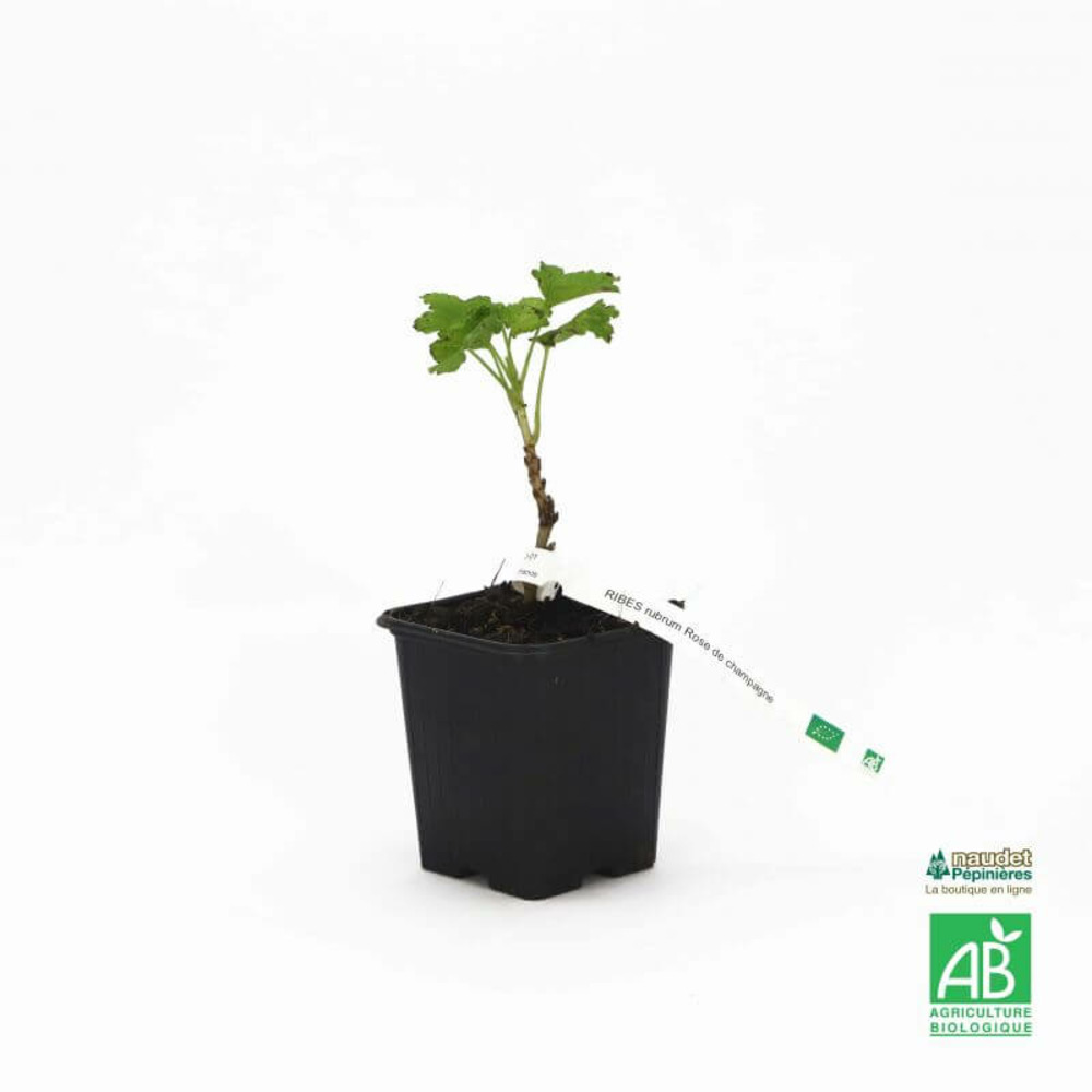 Groseillier 'rose de champagne' bio - godet 9cm