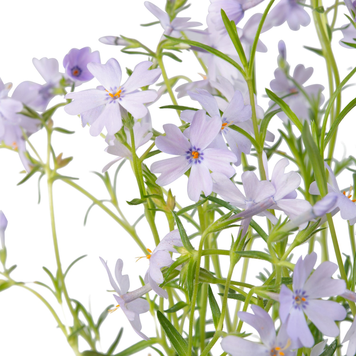 Kruipphlox (Phlox subulata 'Cushion Blue') sixpack D 9 H 15 cm
