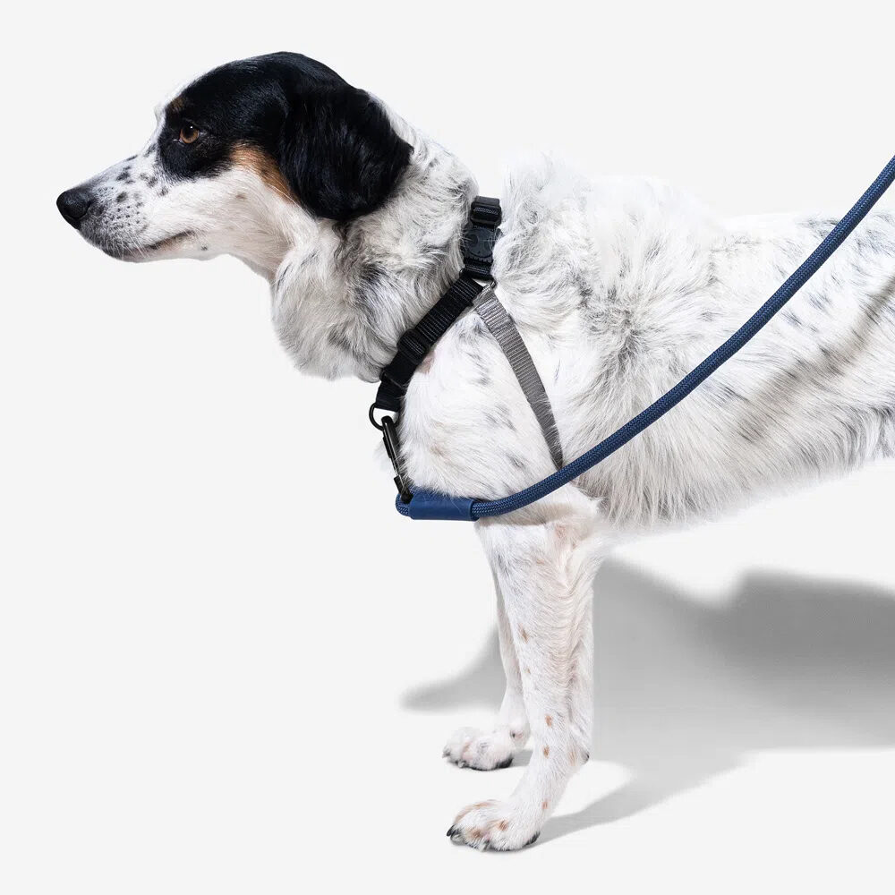 Zee.Dog Soft Walk Harness