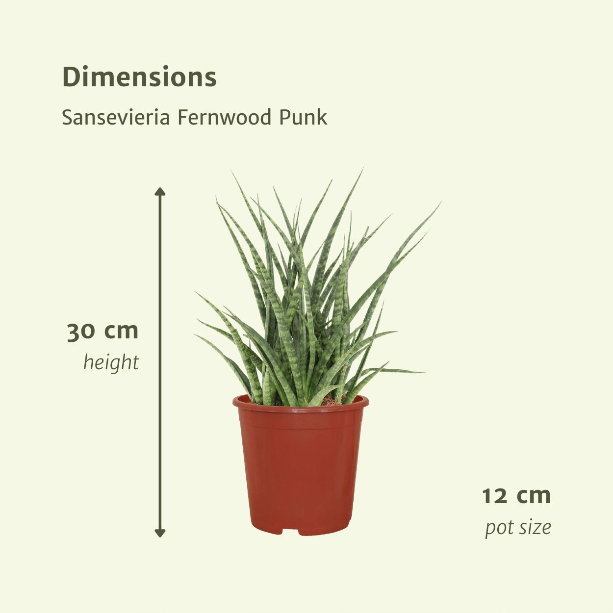 Plante d'intérieur - sansevieria fernwood punk - lot de 2 30cm