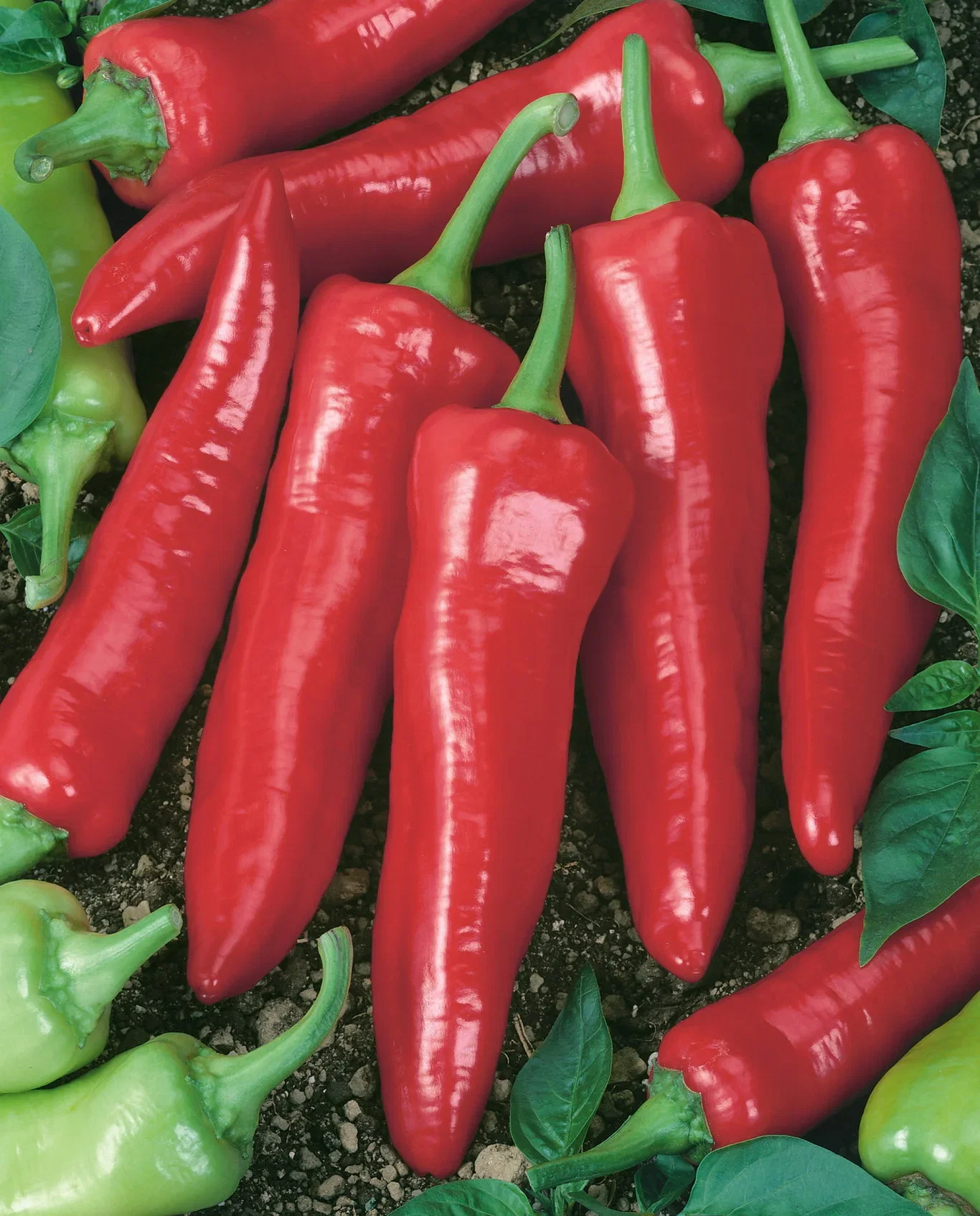 Capsicum Chili 'Apache' Chili 'Apache' Ø6 cm