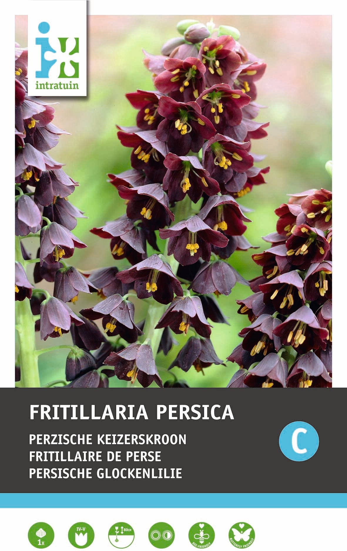 Intratuin bloembollen Persische Keizerskroon (Fritillaria persica)
