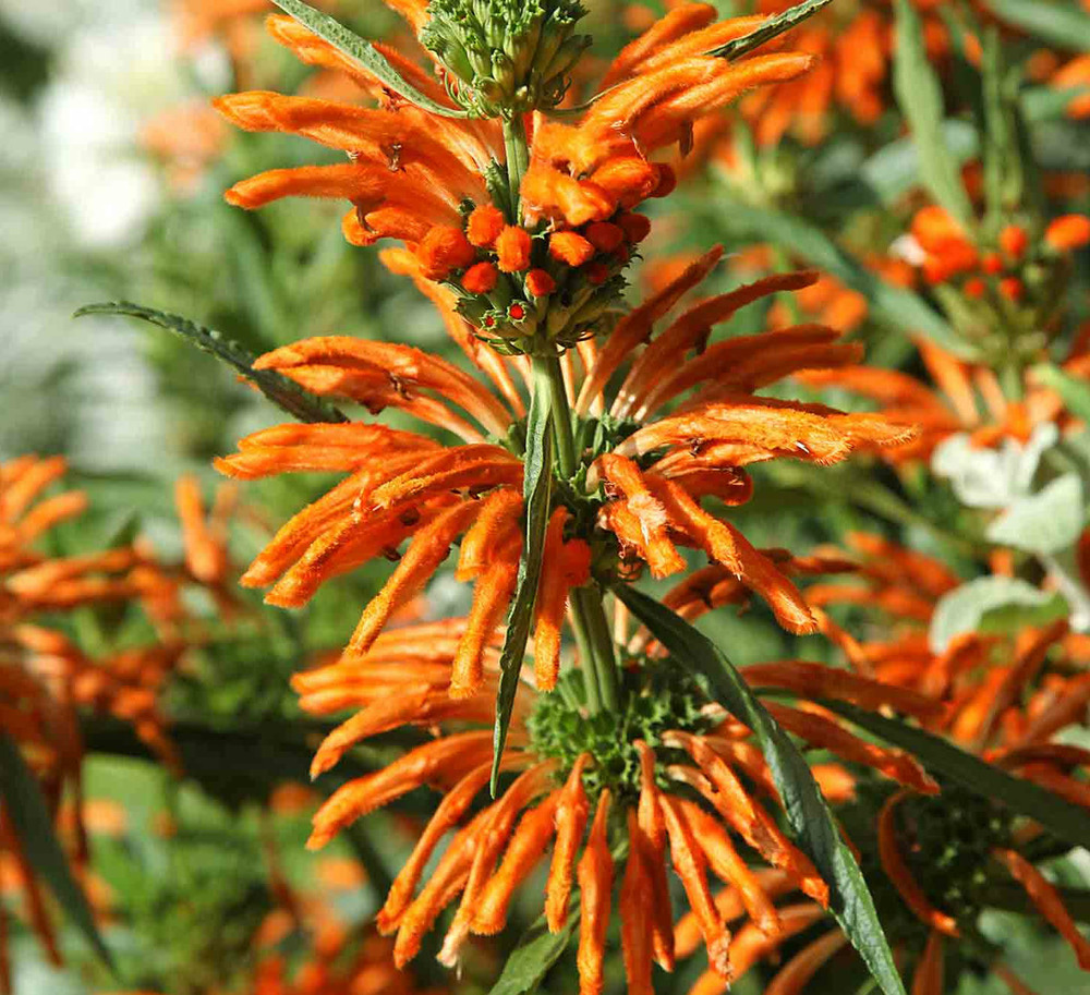 Leonotis leonurus (queue de lion) orange - taille pot de 2 litres - 20/60 cm