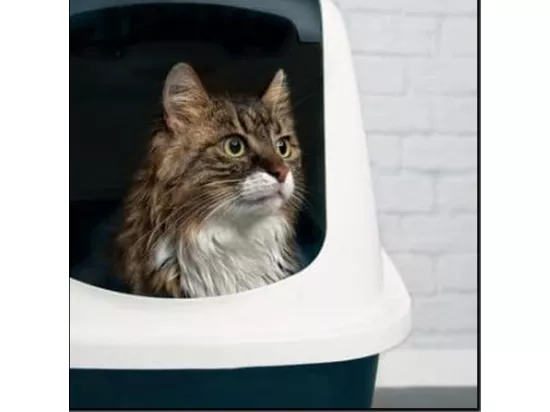 Maison de toilette pour chat, bac à litière avec couvercle coloris gris - Longueur 57 x Profondeur 39 x Hauteur 41 cm