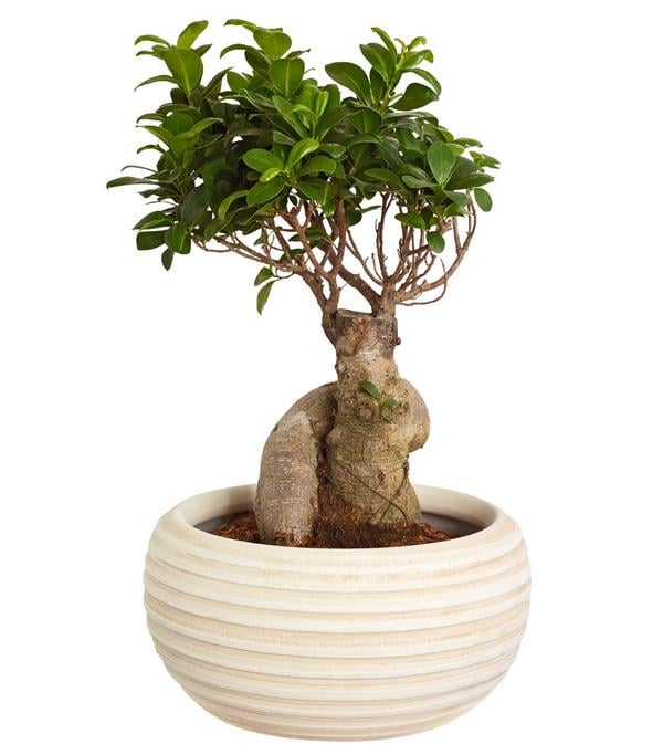 Chinesische Feige - Ficus microcarpa