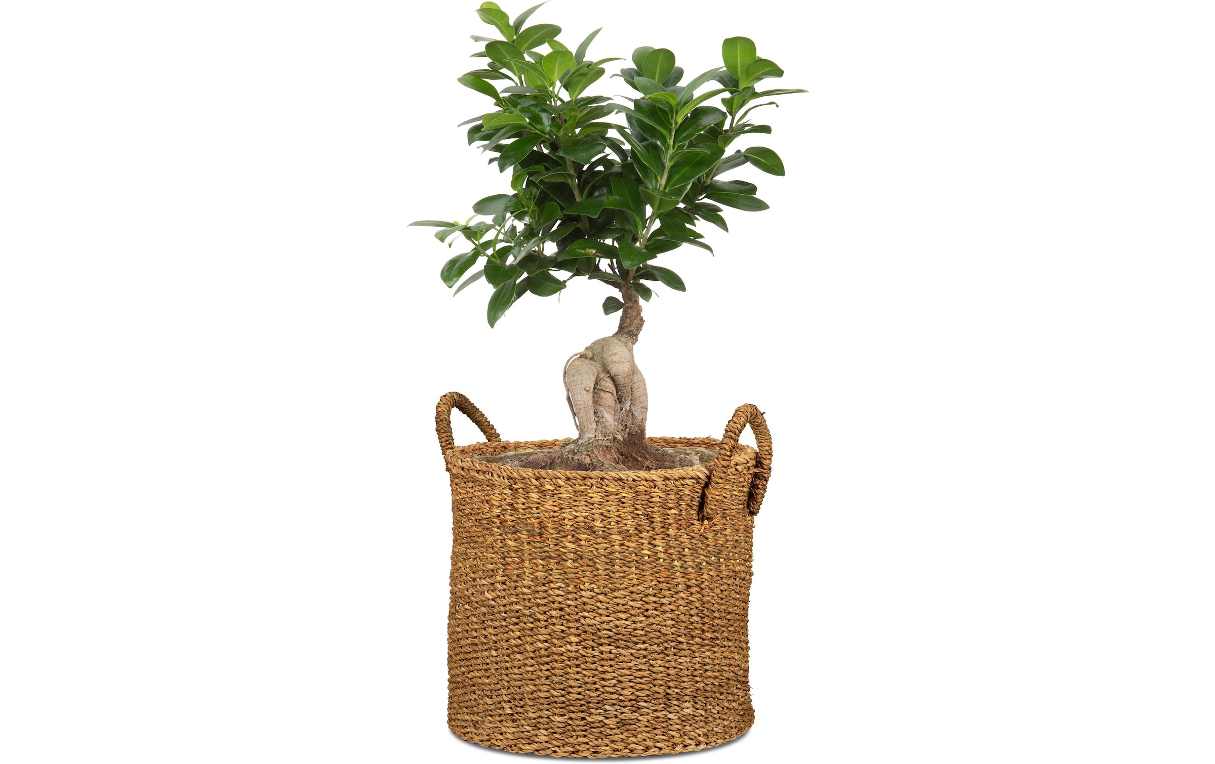 Scheurich Blumentopf »scheurich«
