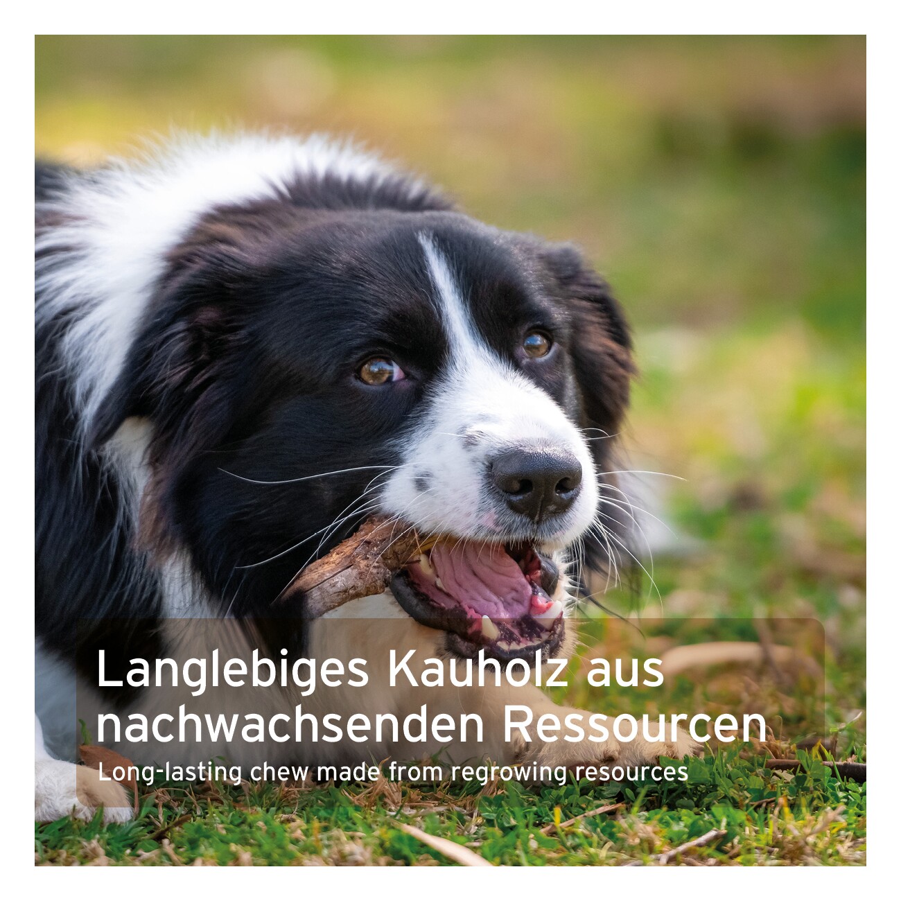 AniForte Olivenholz Kauknochen L