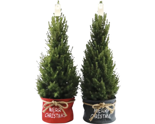 Suikerbroodspar 'Conica' Tas Kerst H 90-100 cm Ø 26 cm Pot Mini Kerstboom geschikt om te planten