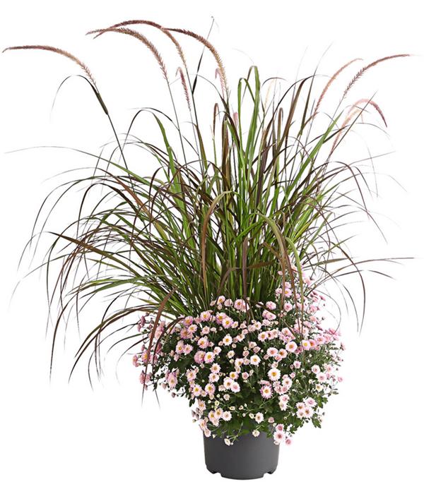 Herbst-Chrysantheme mit Gras, verschiedene