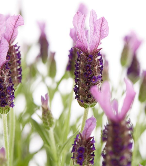 Schopf-Lavendel, Stämmchen