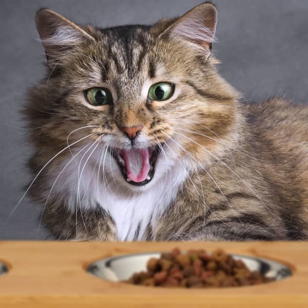 Matskåler for katter