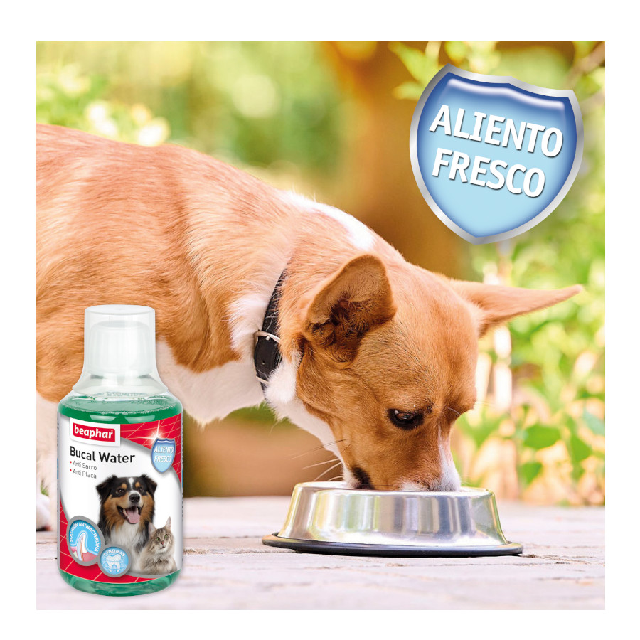 Enxaguante bucal Beaphar para cães e gatos