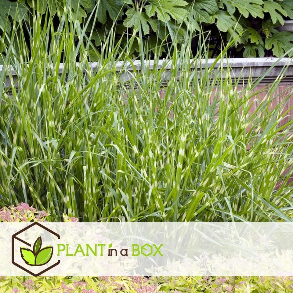 Chinees prachtriet - Miscanthus sinensis 'Zebrinus' - Hoogte 20-30cm - ⌀23cm