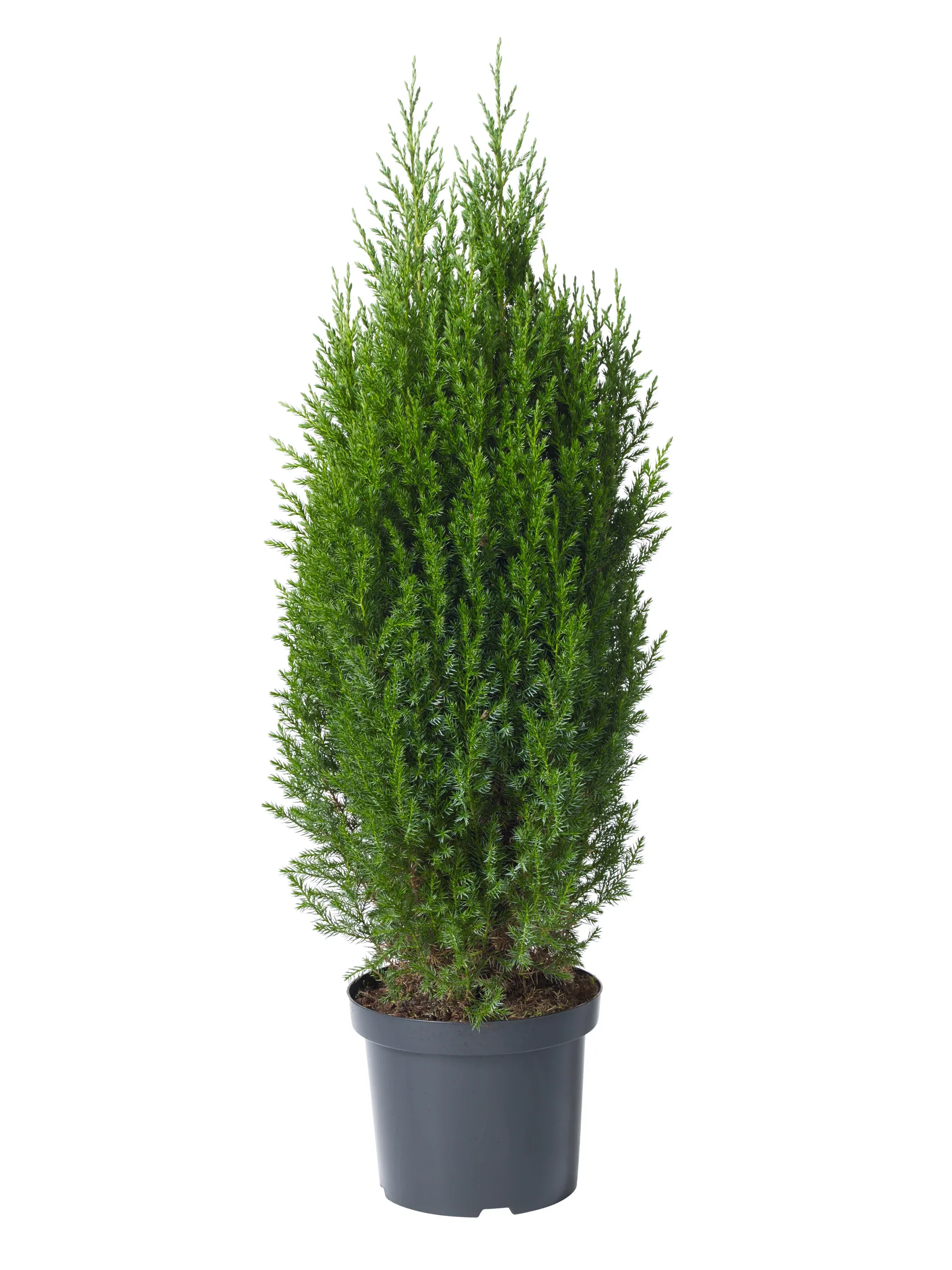 Juniperus chinensis 'Stricta' Kinaeiner 'Stricta' Høyde 100 cm