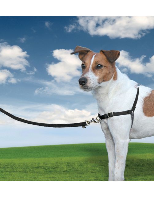 Petsafe Easy Walk Anti-Trektuig Zwart - Hondenopvoeding