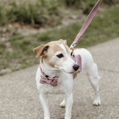 Kentucky Dogwear Hondenlijn Velvet