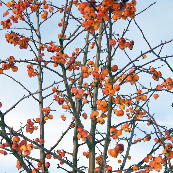 Malus Evereste Perpetu : conteneur 25 litres