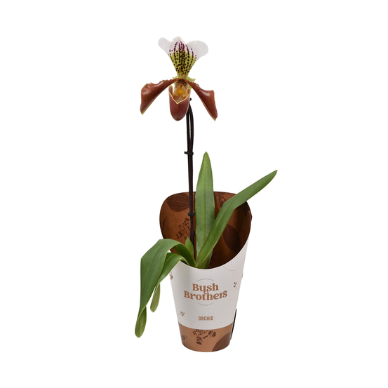 Orchidée Paphiopedilum Pinnochio'- pot D12cm