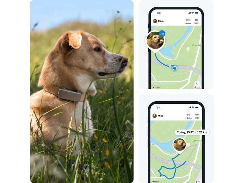 tractive GPS-Tracker DOG 6 Braun GPS Tracker für Hunde