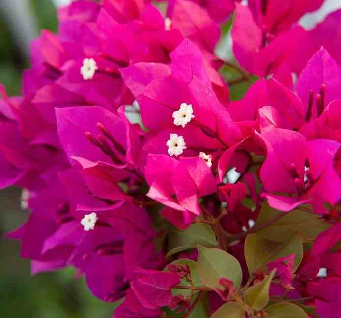 Bougainvillea bougainvillea 'mini thai' (bougainvillier nain) taille pot de 15l - tige - 100/120cm