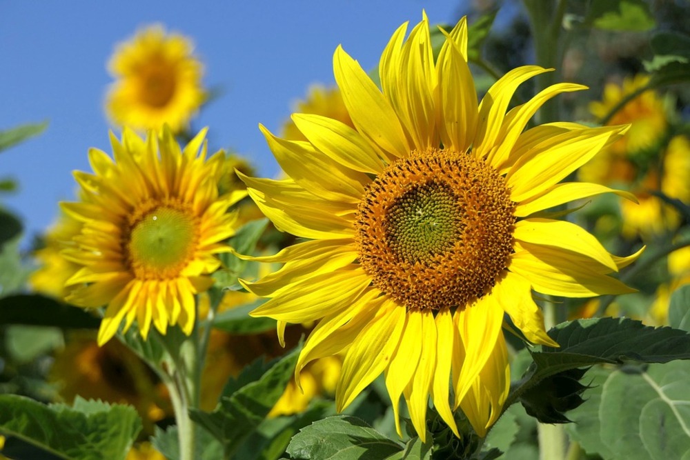 Sachet de graines de soleil géant uniflorus giganteus - sachet de 3 grammes - petite entreprise française - made in france