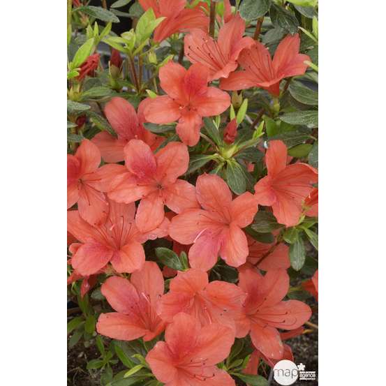 Azalea japonica : H 30/40 cm, ctr 5 L
